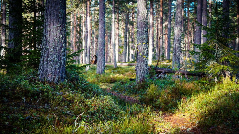 En höstig bild i skogen