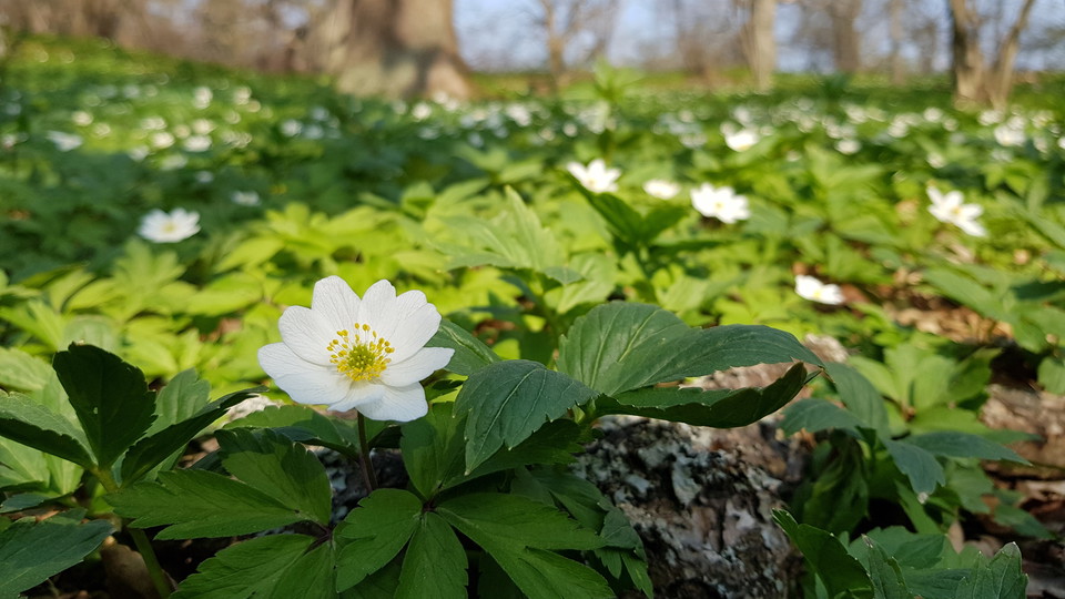 Vitsippor i Larsbergs ekbacke. Foto Lidingö stad