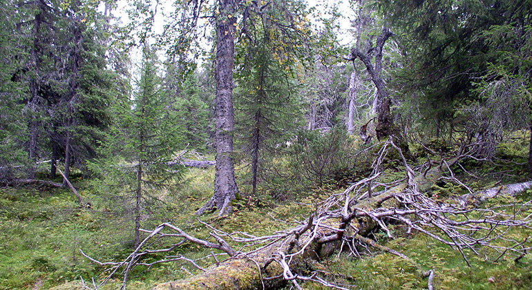 Guortesliden.