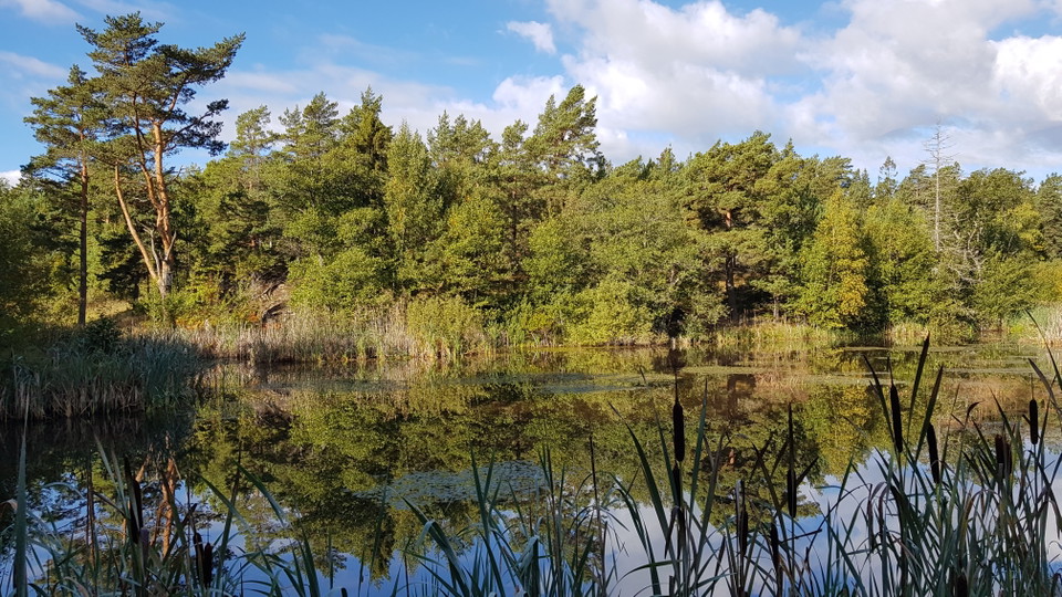 Mulletjärnens södra del. Foto Lidingöstad