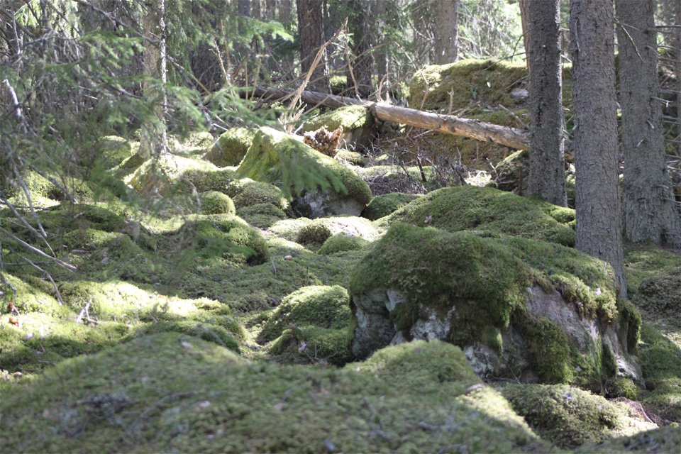 Mycket ojämn skogsmark med mosstäckta stenblock av olika storlekar. En död trädstam ligger på marken.