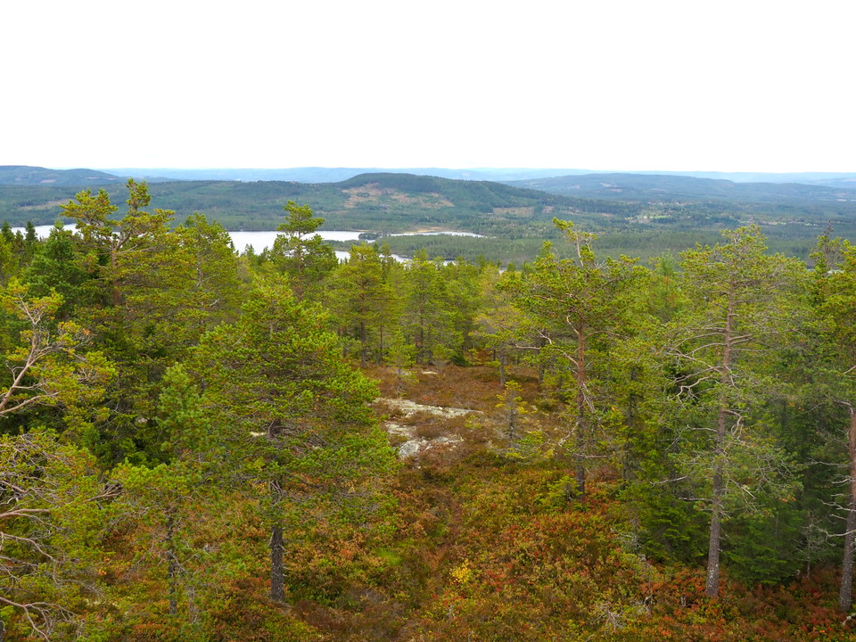 Vy över skogslandskapet