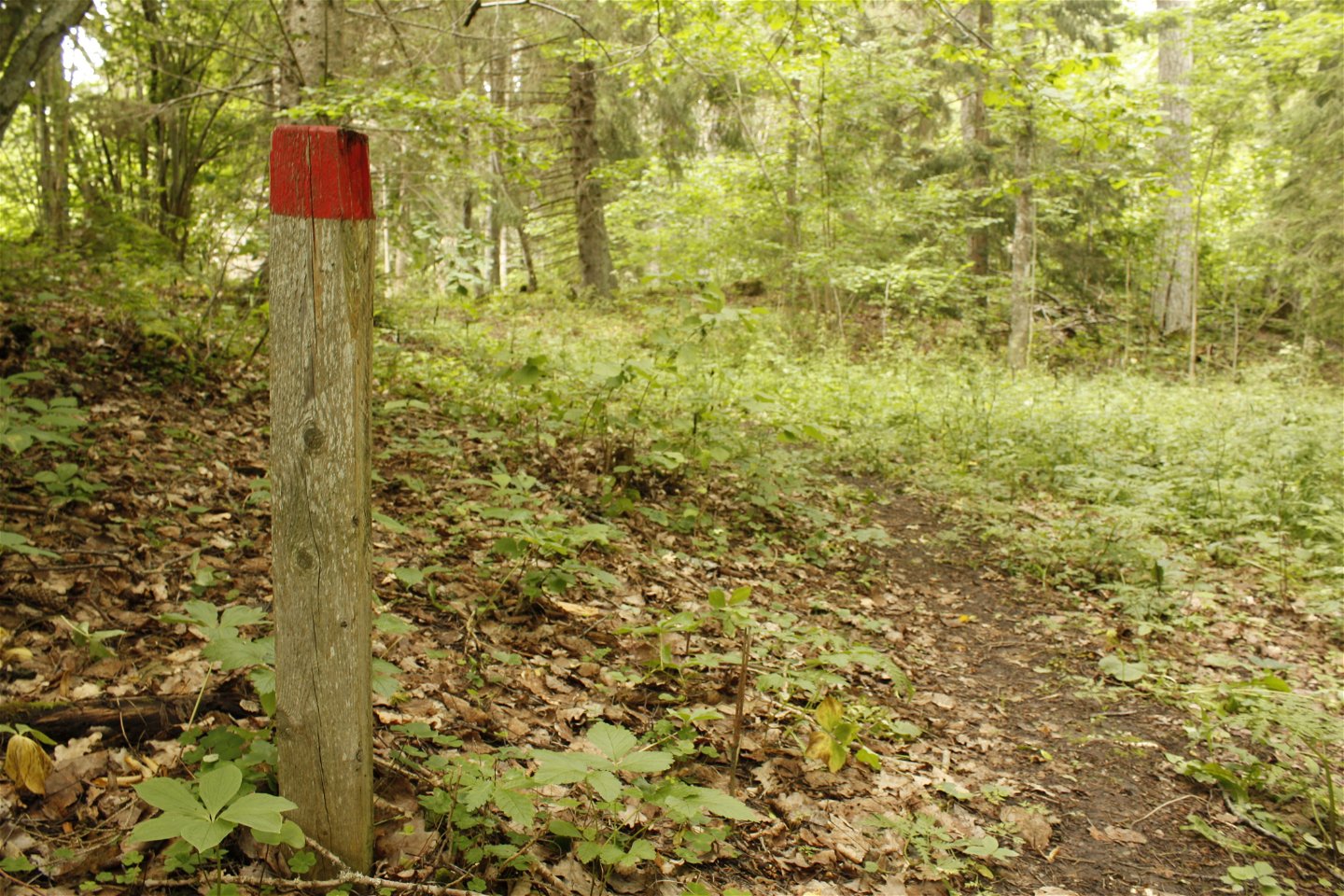 Vid en skogsstig står en kort stolpe med en röd markering på.