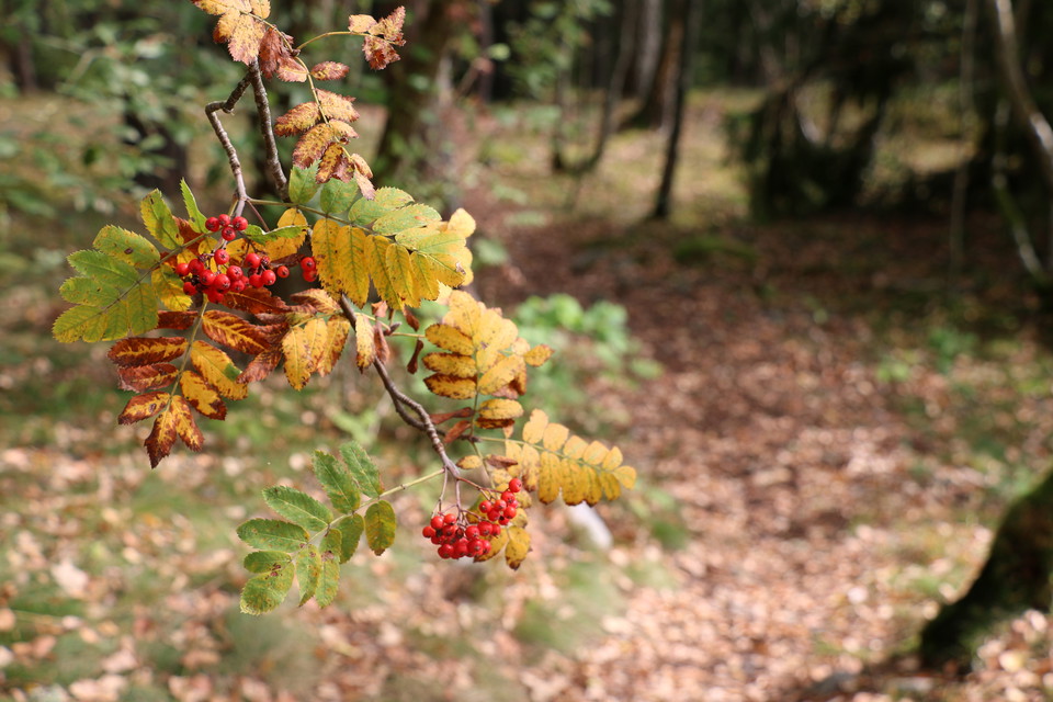 Rönnbär på gren med höstfärgade löv.