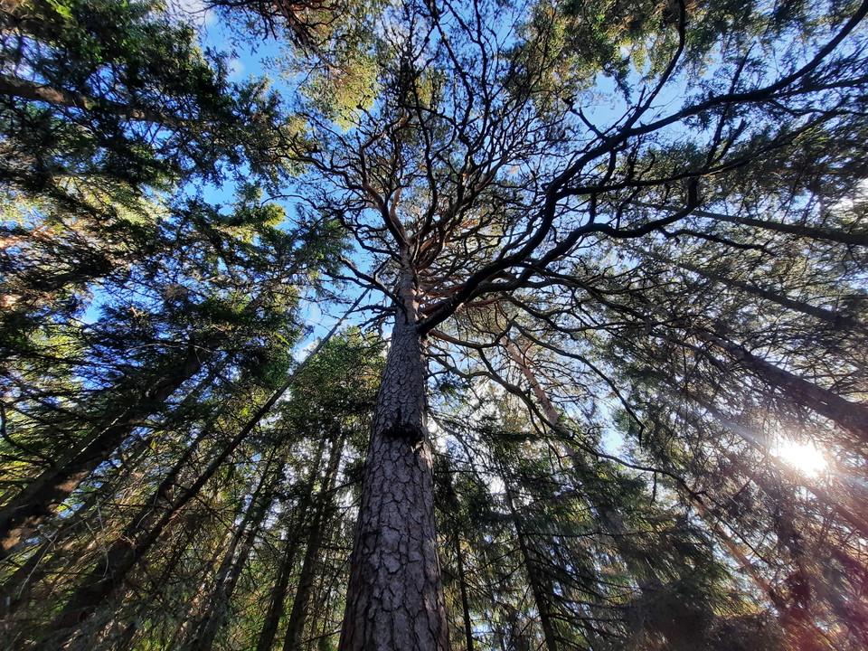 Gammeltallen som har sparats i generationer