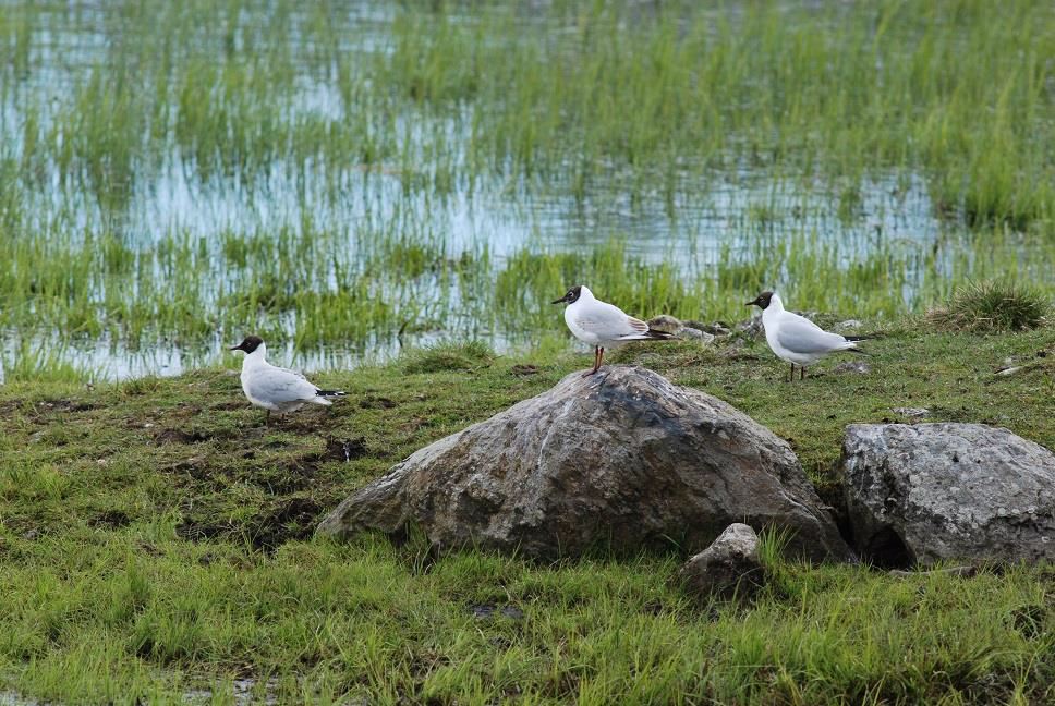 Lissmadalen - fågelsjö omgiven av betesmarker