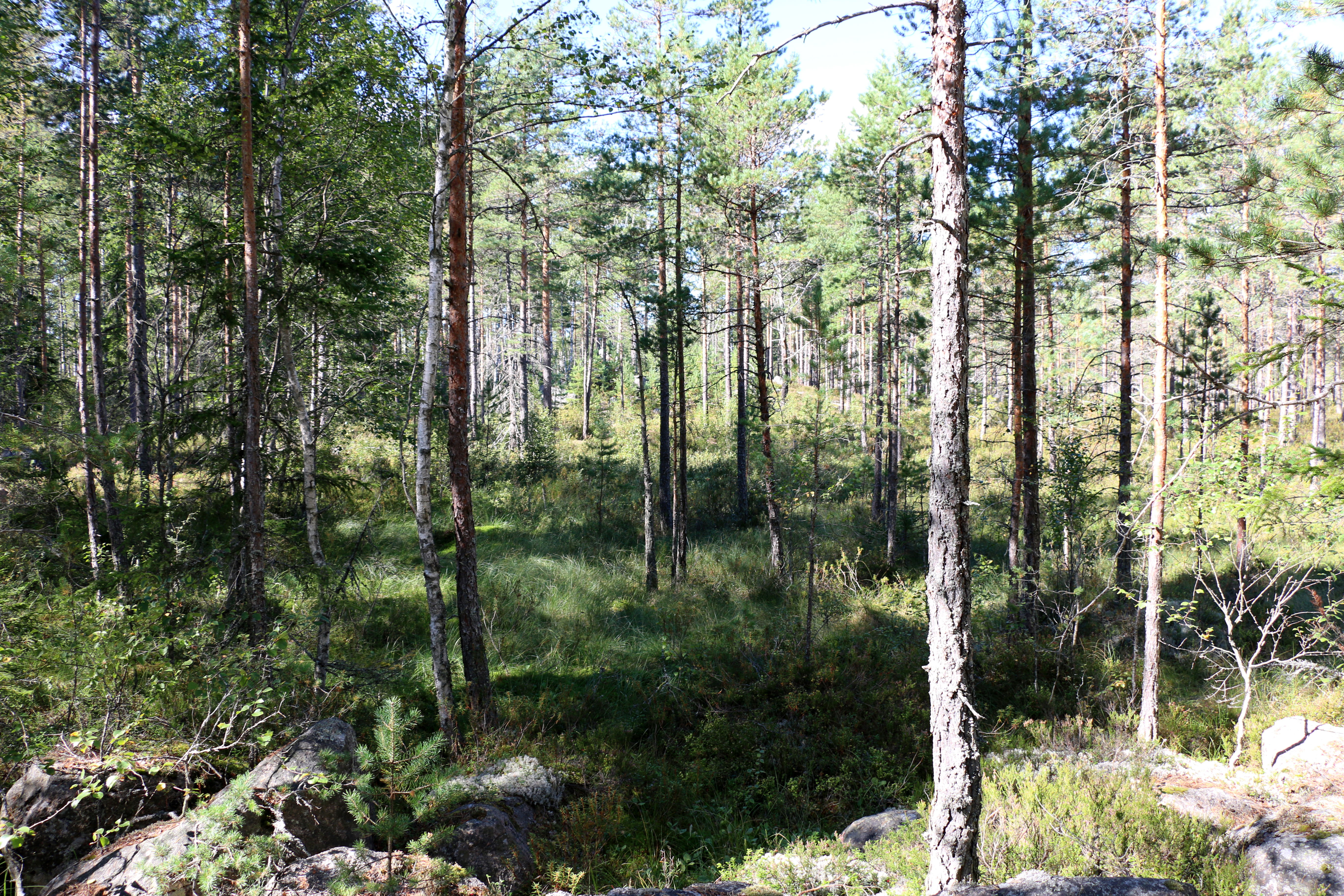 Ungskog på myrmark.