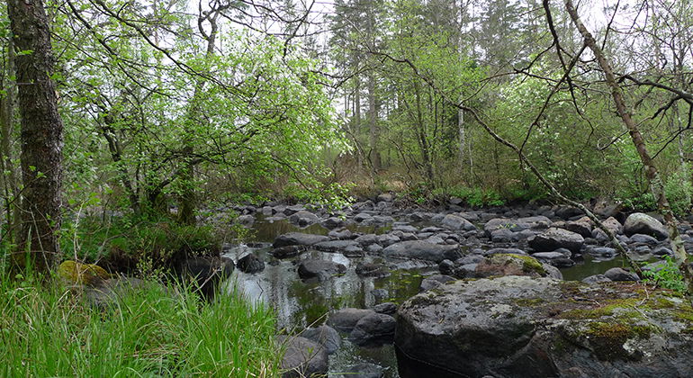 Strmmande å i skog