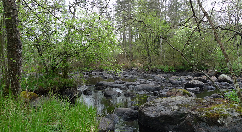 Strmmande å i skog