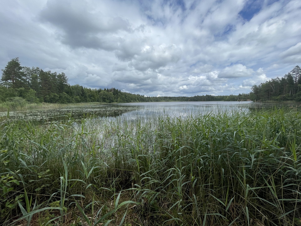 Utsikt över vass, näckrosor och vatten.