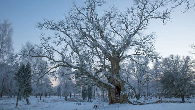 Jätte-ek Gökalv Gö naturreservat