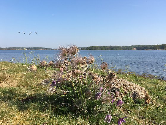 Prästholmen, överblommade backsippor.