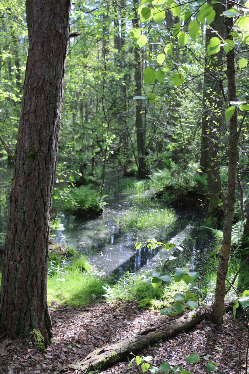 Vatten mellan buskar, träd och tuvor. Ger ett trolskt intryck.