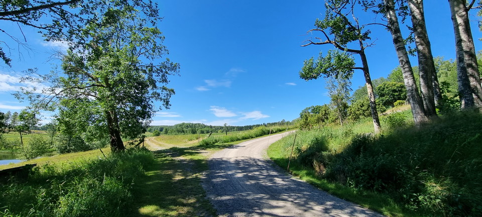 Vägkrök vid beteshagar.
