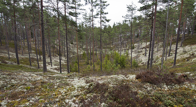 På Kittelfältet kan du se stora dödisgropar, spår efter inlandsisen.