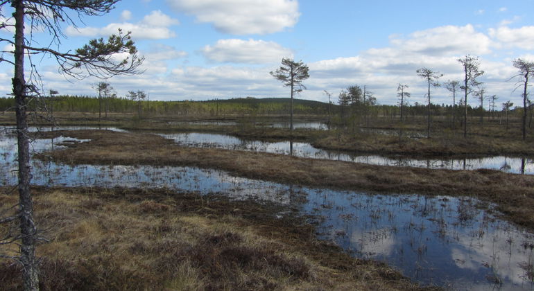 Tornmyran har väl utvecklade strängar och flarkar, dvs omväxlande stråk av vatten och land.