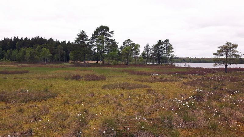 Leden till Öudden går över myrmark. Foto Sara Iinatti