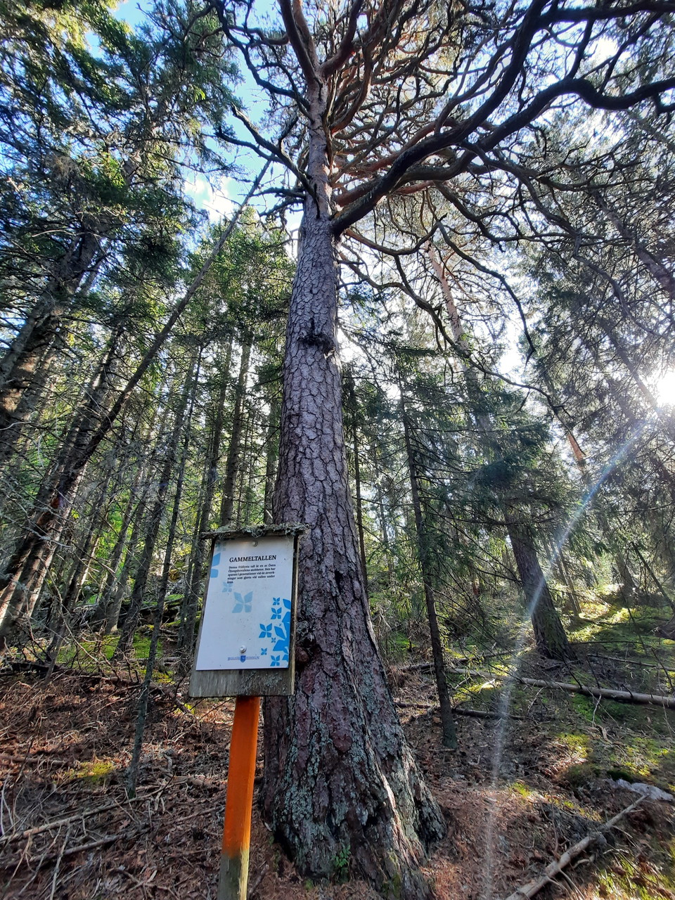 En skylt finns uppsatt vid tallen. Däremot ingen ålder angedd. Någon som vet?