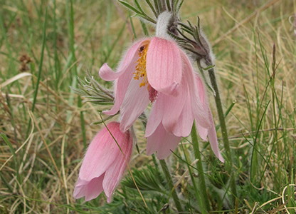 Rosa backsippa