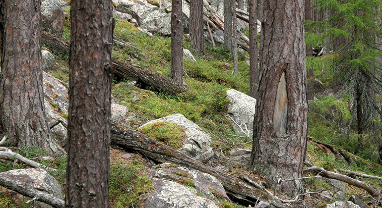 Myrberget.