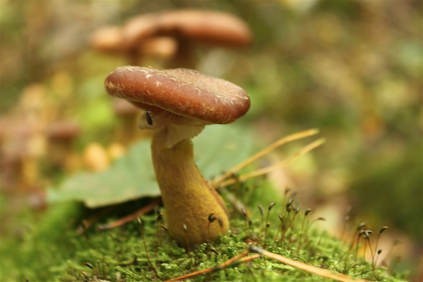 Närbild på en svamp med brun hatt och gul fot. 