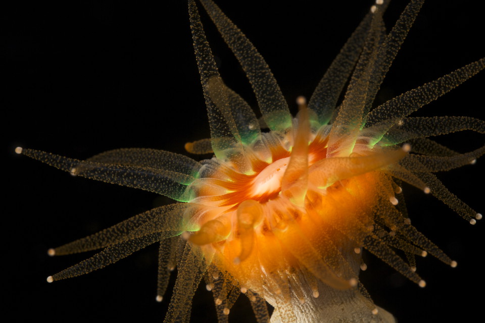 Bägarkorall, närbild