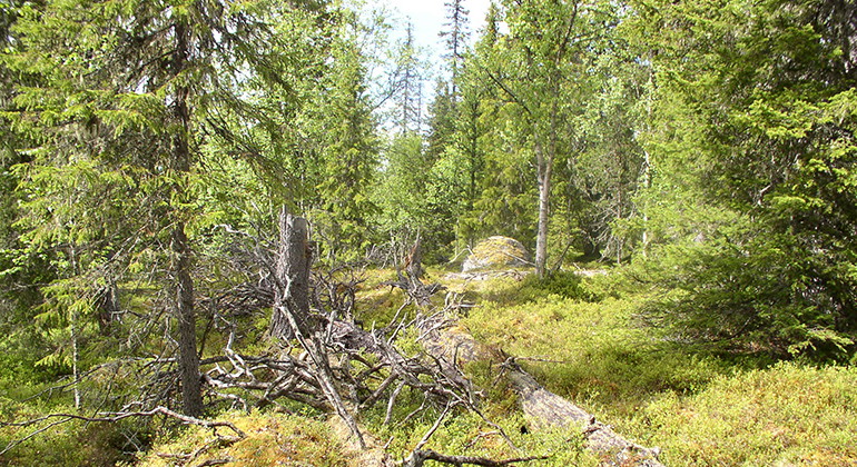 Tjuörrie.