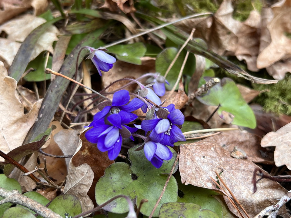 Tidig vår hittar du många blåsippor
