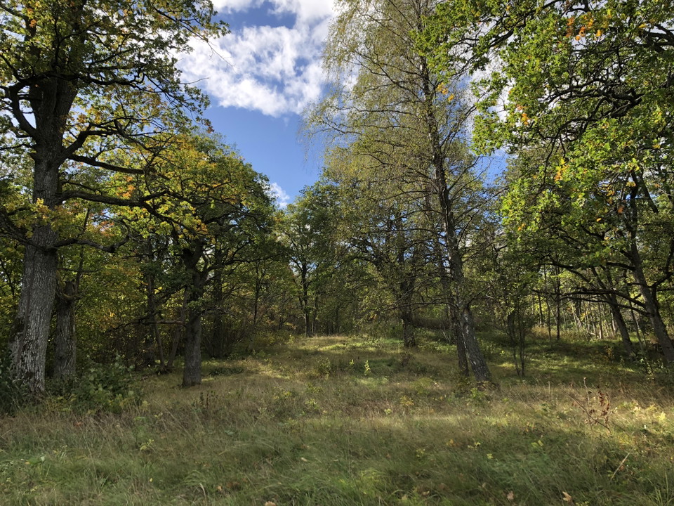 Ädellövträd som växer på Bogesunds, naturreservat strax utanför Vaxholm.