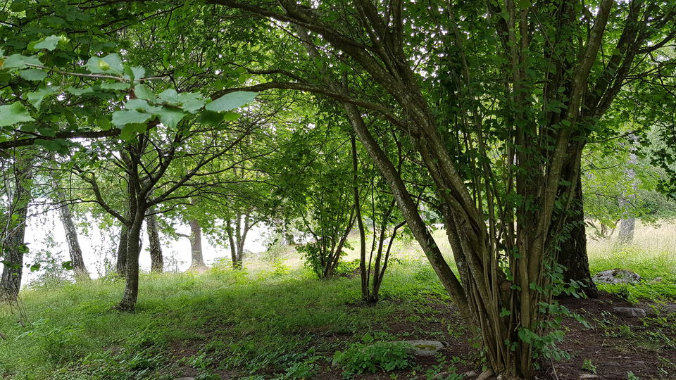 Hassel. Foto Lidingö stad