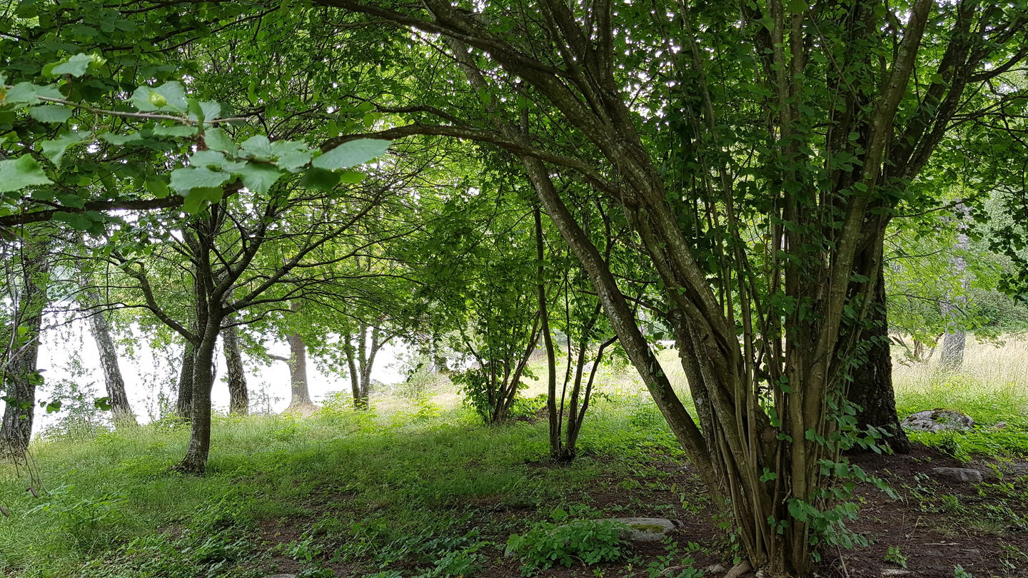 Hassel. Foto Lidingö stad