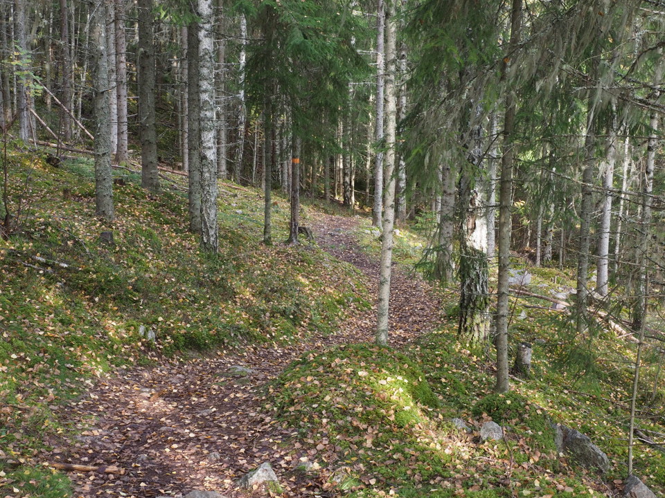 Genom skogen