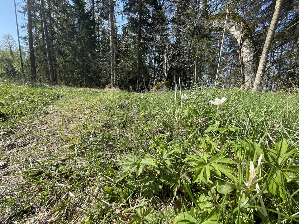 Vitsippa vid stigkant.