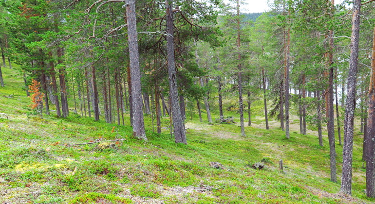 Bilden visar parklik tallhed som är lätt att vandra genom.
