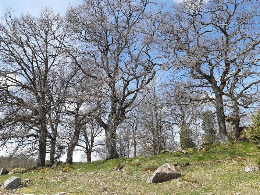 Uppe på en backe med flera större stenar står många grova höga ekträd.