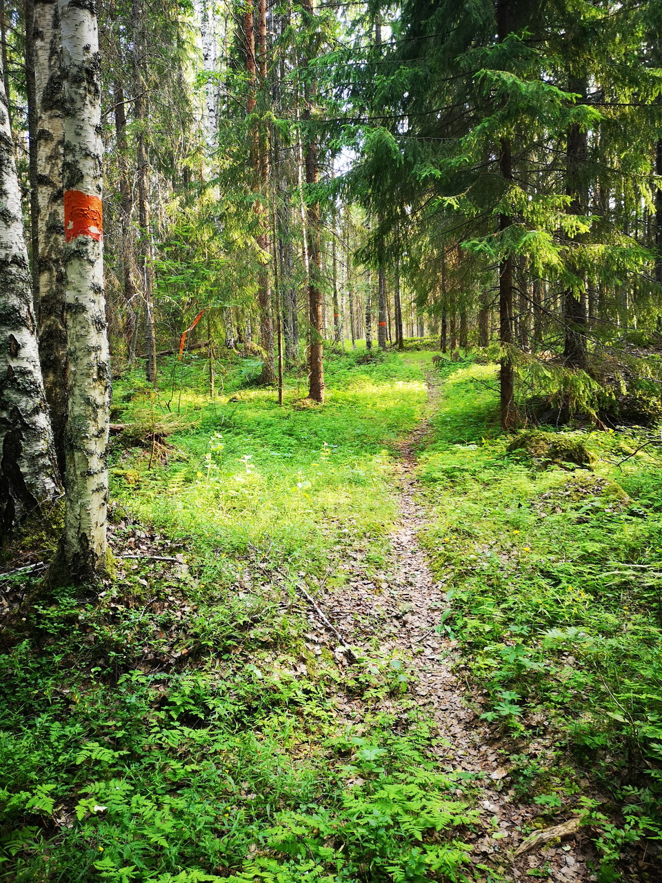 Öster om Långedetjärn