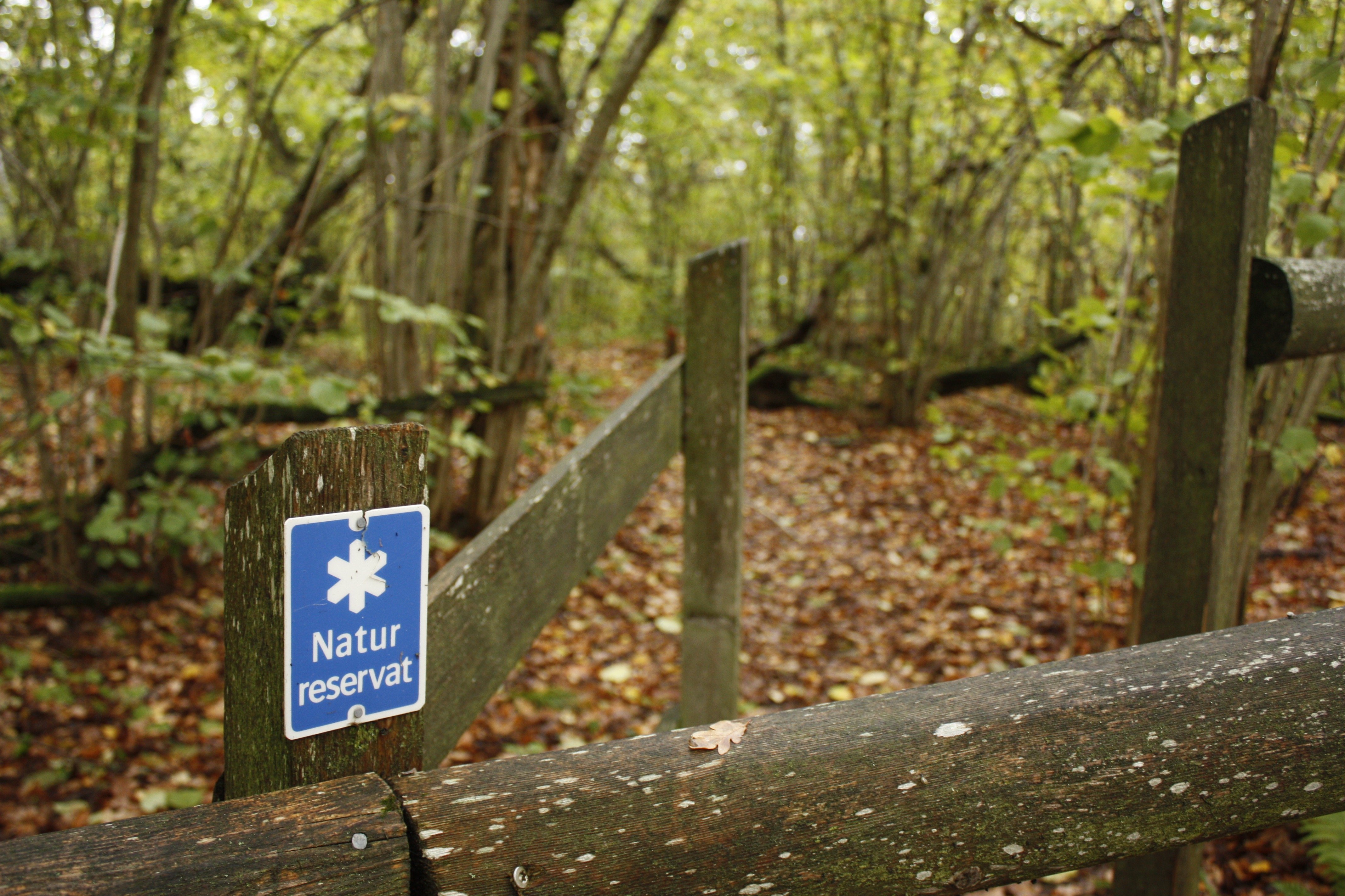 En öppen grind leder in till en stig som går genom lummig skogsdunge med många hasselbuskar.
