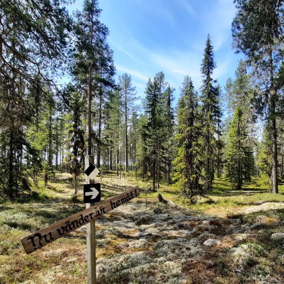 Ledmarkering över mossbeklädda hedmarker