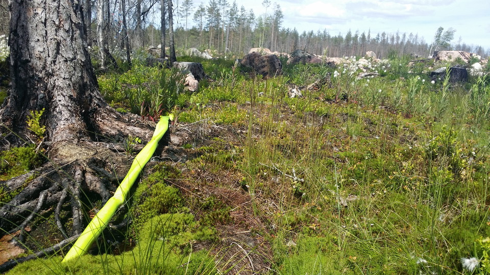 En bransslang ligger kvar i naturen. Brända rötter möter grönskande mark.