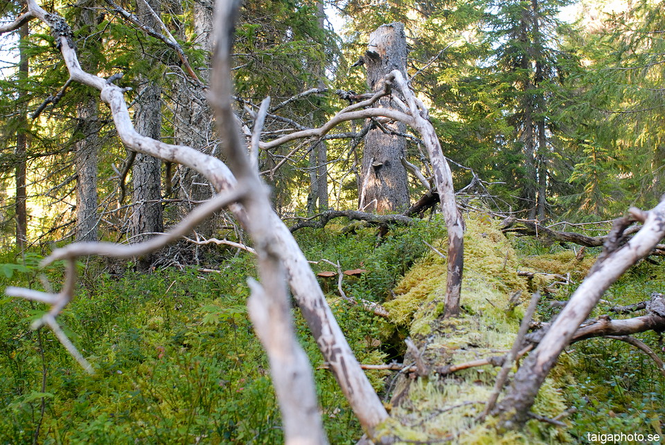 Daimadalens gammelskog.