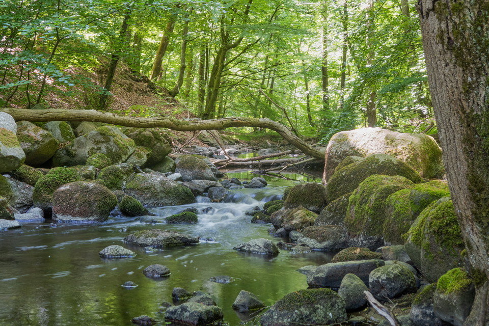 Forsande bäck i lövskogsmiljö