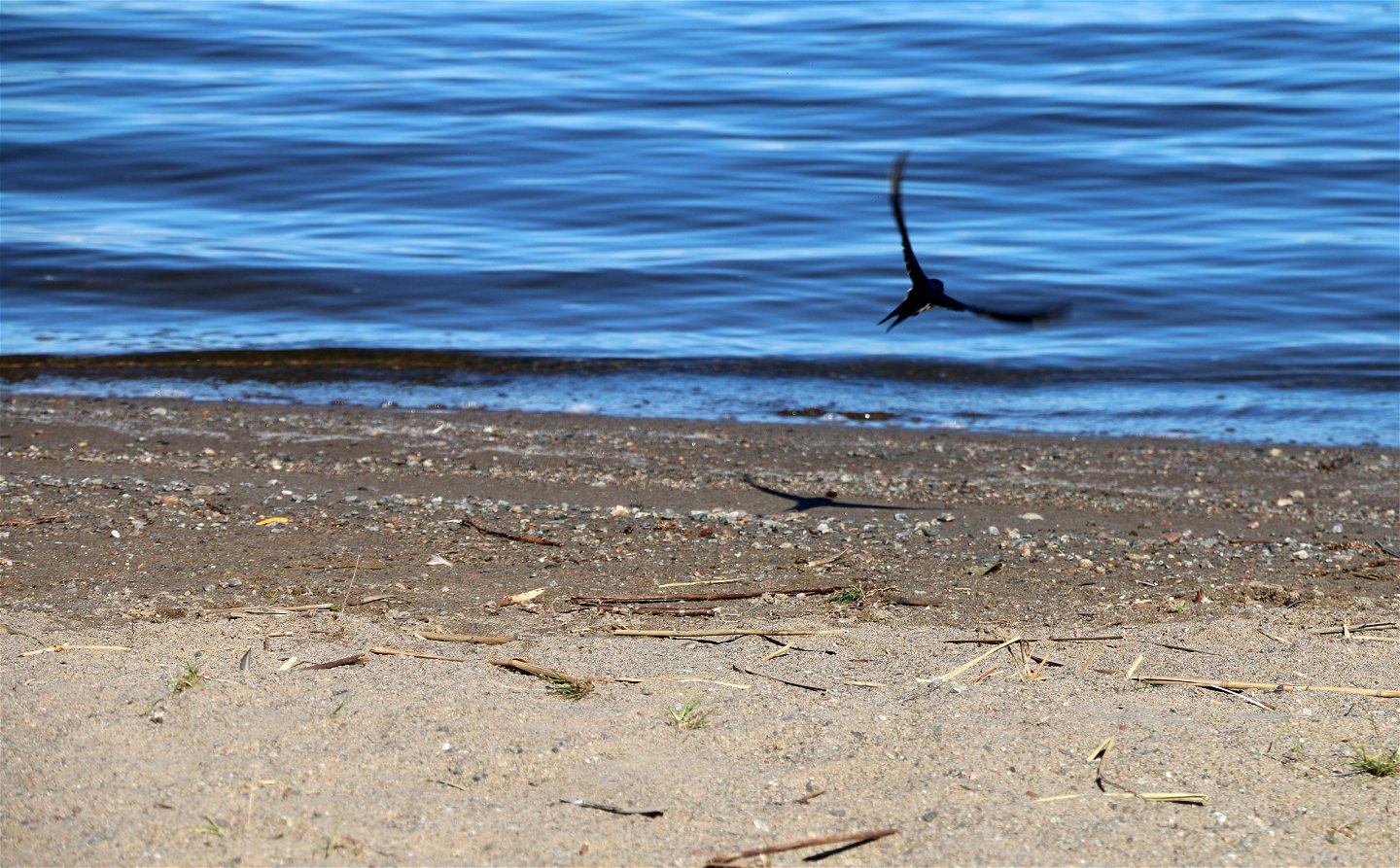 En fågel flyger nära strand- och vattenbrynet.