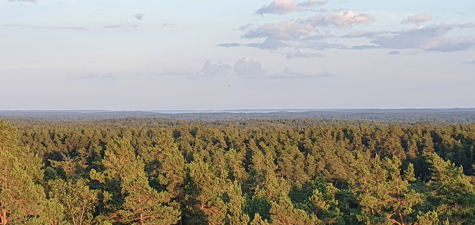 Utsikt med barrskog och himmel. Mellan skogen och himlen kan man skymta vatten.