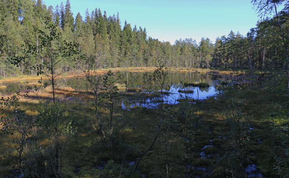 Vy över skogstjärnen Ormputten.
