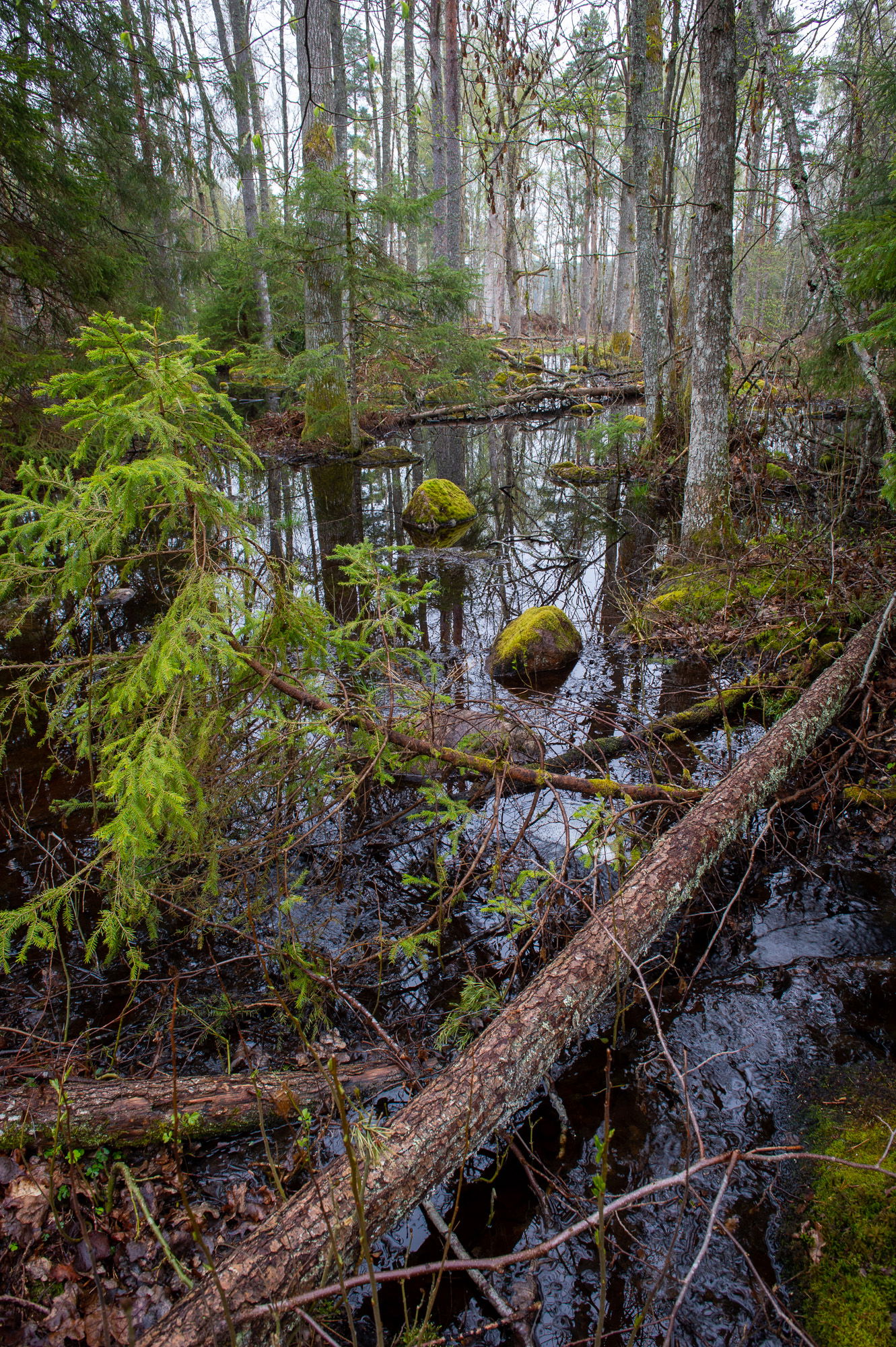 Vattenspegel i skog