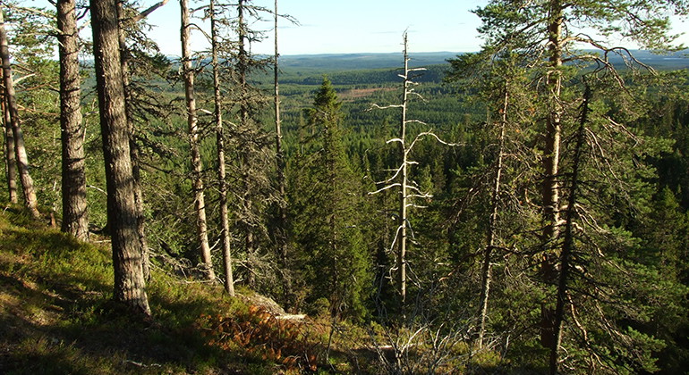 Svartliden-Whitberget.