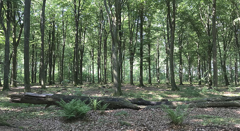 Bokskog.