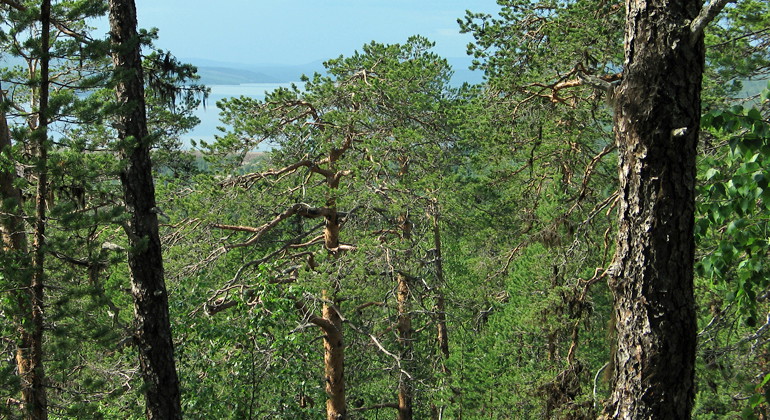 Kaltisbäcken.