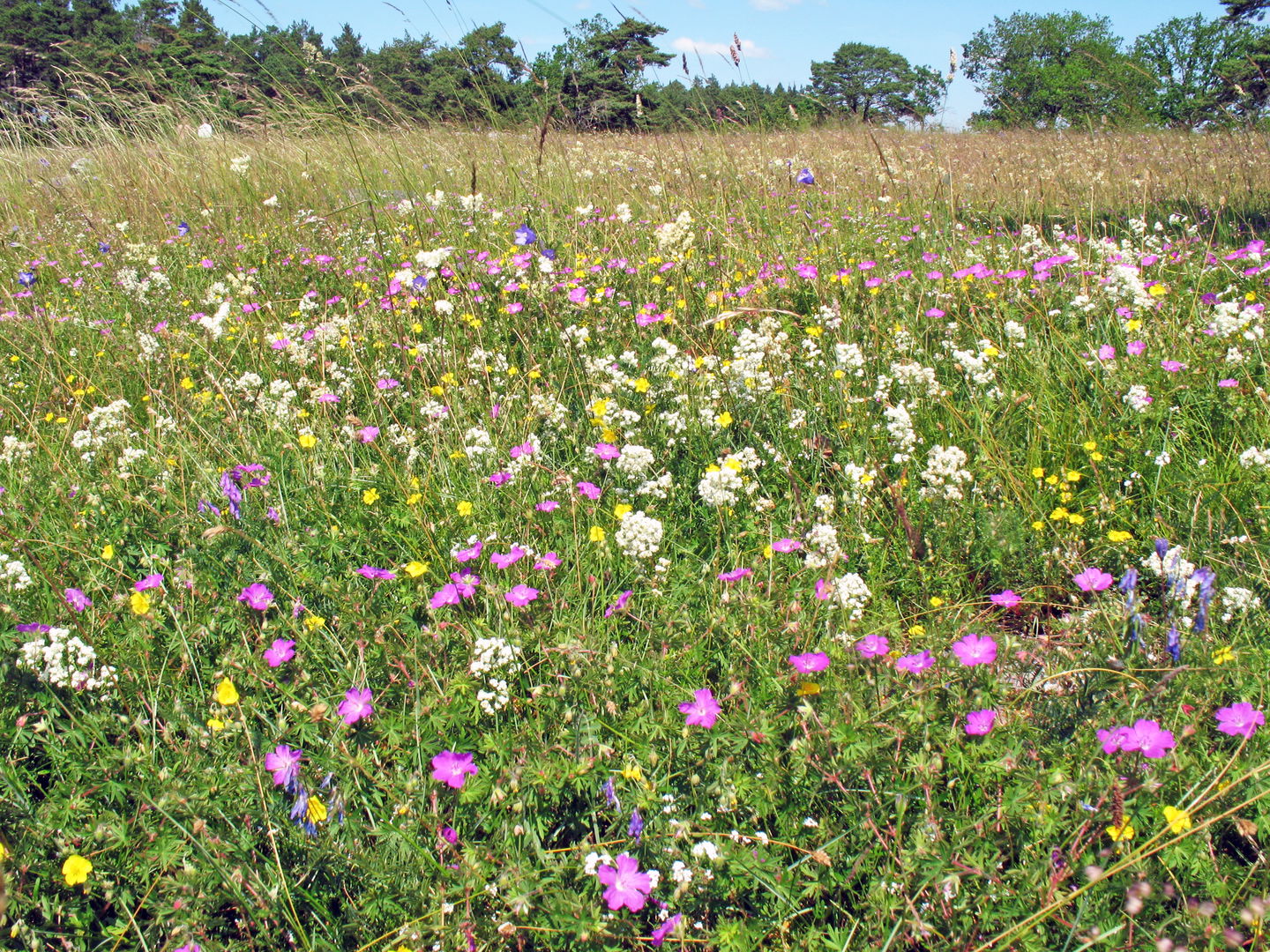 Blomsterrik äng.