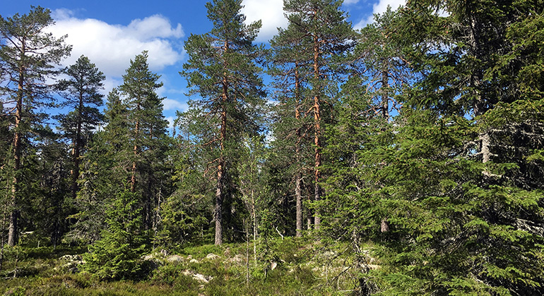 Skrallarberget, Naturreservat